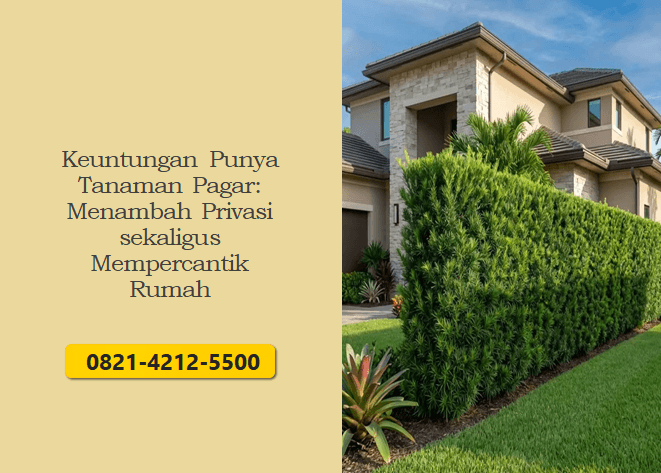Keuntungan Punya Tanaman Pagar: Menambah Privasi sekaligus Mempercantik Rumah