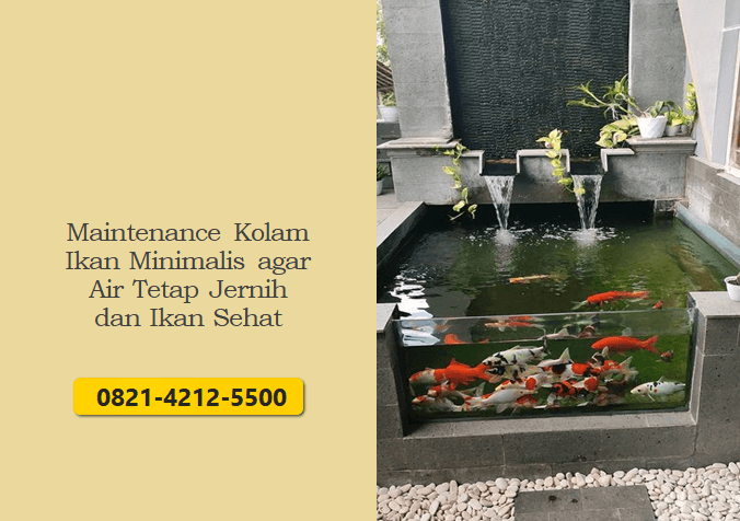 Maintenance Kolam Ikan Minimalis agar Air Tetap Jernih dan Ikan Sehat